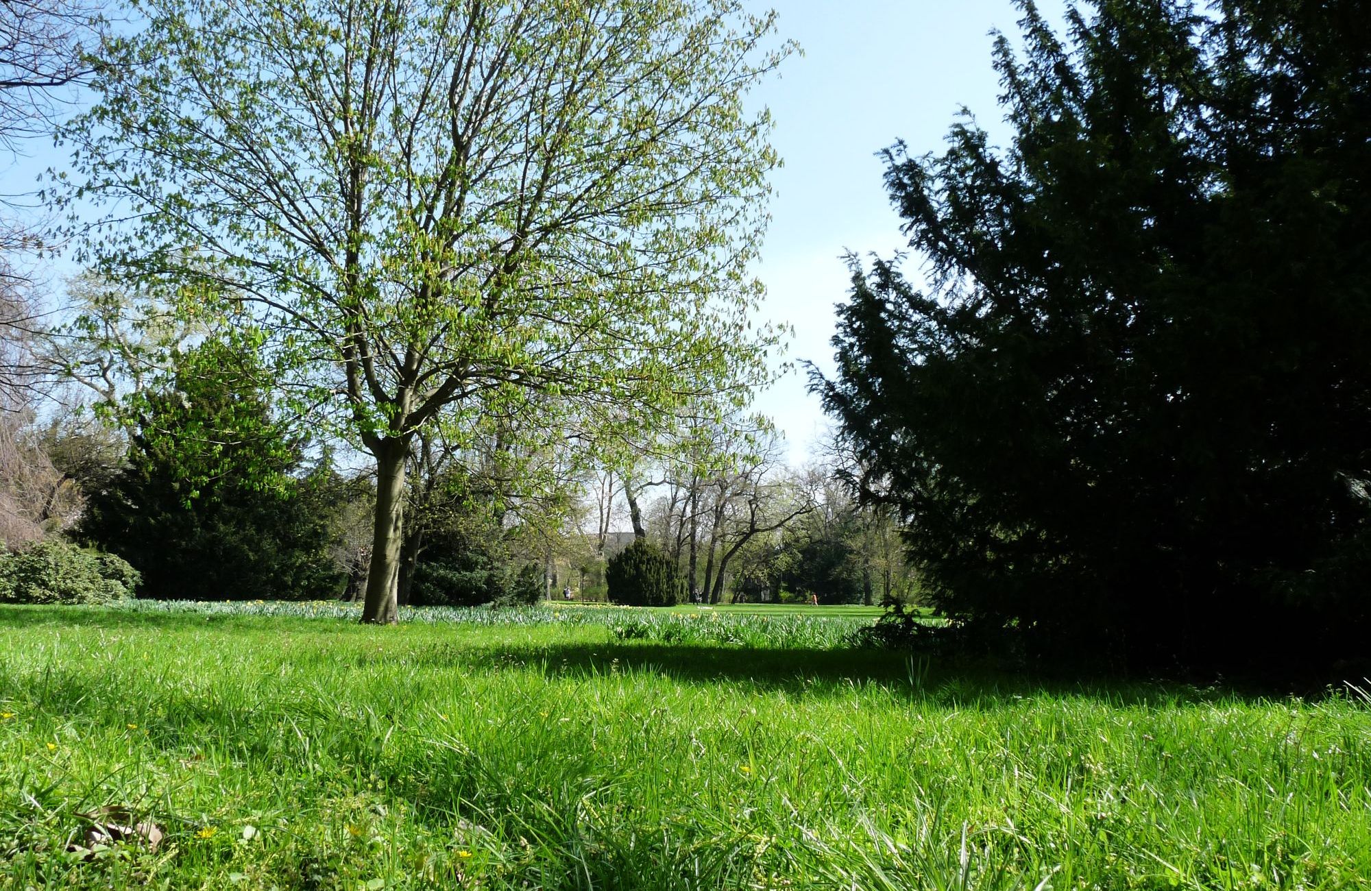 Parkanlage mit altem Baumbestand und offener Wiese